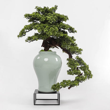 Welcome Bonsai Plant