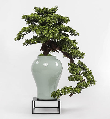 Welcome Bonsai Plant