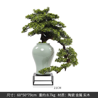 Welcome Bonsai Plant