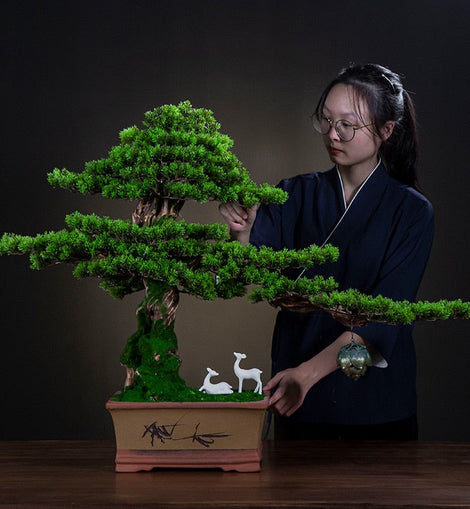 Traditional Japanese Bonsai Plant