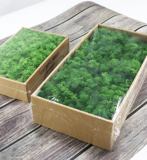 Natural Moss Box